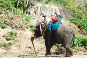 elephant-trekking-1