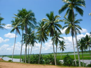 the-coconut-tree